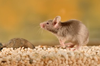 Renkli arka planı olan camdan bir kafeste sıradan bir fare (Mus musculus)