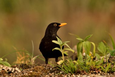 adult blackbird perched on the ground with green background (Turdus merula)