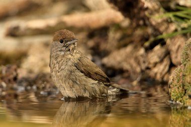 female blackcap bathing in park pond (Sylvia atricapilla)