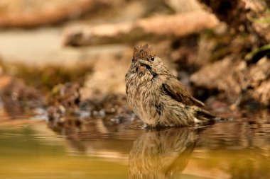 female blackcap bathing in park pond (Sylvia atricapilla)