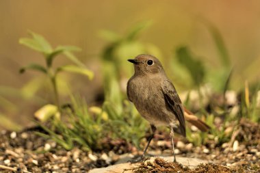 female black redstart on the ground among green grass (Phoenicurus ochruros)