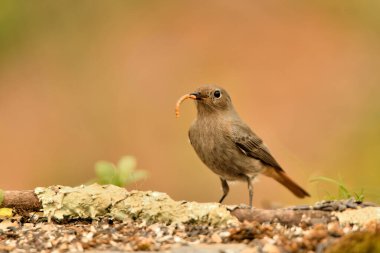female black redstart on the ground camouflaged among the grass (Phoenicurus ochruros)