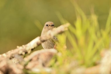 female black redstart on the ground camouflaged among the grass (Phoenicurus ochruros)