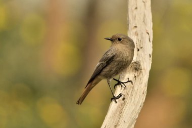 female black redstart on a dry log (Phoenicurus ochruros)