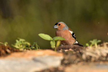 male finch eating sunflower seeds with green background (Fringilla coelebs) 
