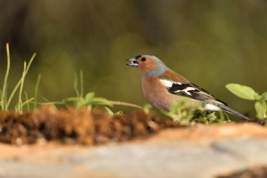 male finch eating sunflower seeds (Fringilla coelebs) 