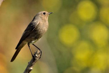 female black redstart perched on a branch with green background (Phoenicurus ochruros)