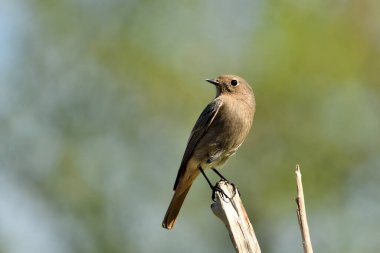 female black redstart perched on a branch with green background (Sylvia atricapilla)