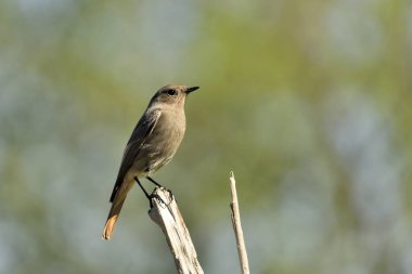 female black redstart perched on a branch with green background (Phoenicurus ochruros)