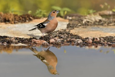 male finch at the edge of the pond and reflected in the water (Fringilla coelebs) 