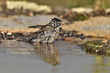 male blackcap bathing in park pond (Sylvia atricapilla)