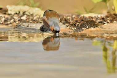 male finch drinking water from park pond (Fringilla coelebs) 