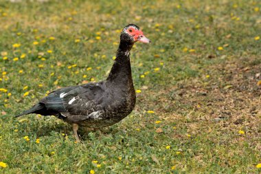 Parktaki çimlerin üzerinde Creole ördeği (Cairina moschata)