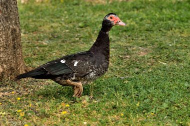 Parktaki çimlerin üzerinde Creole ördeği (Cairina moschata)