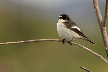 chiffchaff bird perched on a branch with green background (Ficedula hypoleuca) 