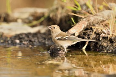 female finch eating seeds in park pond (Fringilla coelebs) 