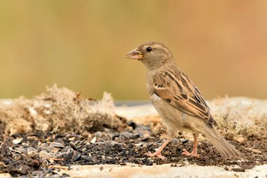 female sparrow on the ground eating seeds with paste color background (Passer domesticus)