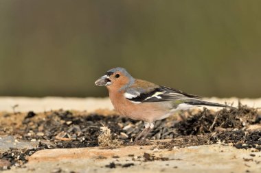 male finch eating seeds in the park (Fringilla coelebs) 