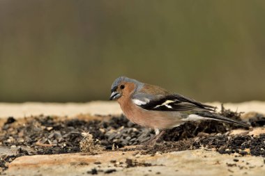 male finch eating seeds in the park (Fringilla coelebs) 