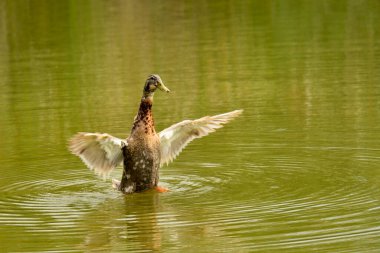 Creole duck in the park pond with open wings (Anas platyrhynchos) 