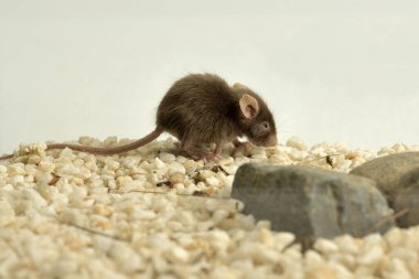 house mouse in a terrarium with gravel and white stones (Mus musculus) 