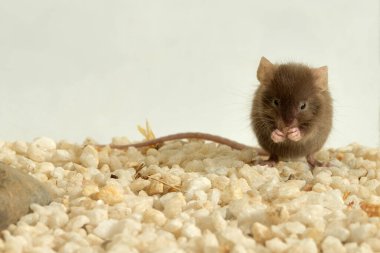 domestic mouse eating nuts in a terrarium (Mus musculus) 
