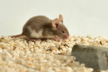 domestic mouse with white spots in a terrarium (Mus musculus) 