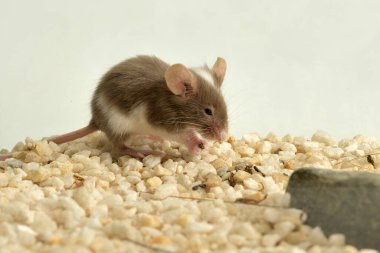 domestic mouse with white spots in a terrarium (Mus musculus) 