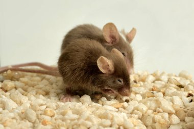 pair of house mice eating nuts in a terrarium (Mus musculus) 