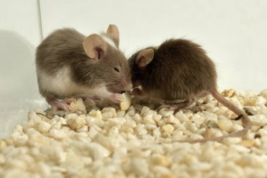 pair of house mice eating nuts in a terrarium (Mus musculus) 