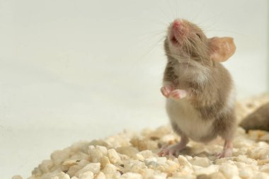 domestic mouse with white spots in a terrarium standing on two legs (Mus musculus) 