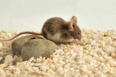 domestic mouse with white spots in a terrarium with white gravel and stones (Mus musculus) 