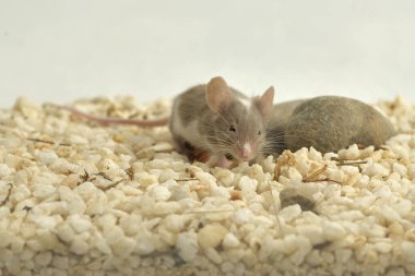 domestic mouse with white spots in a terrarium with white gravel and stones (Mus musculus) 