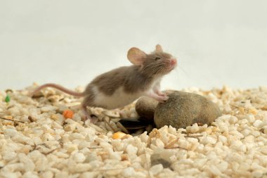domestic mouse with white spots in a terrarium with white gravel and stones (Mus musculus) 