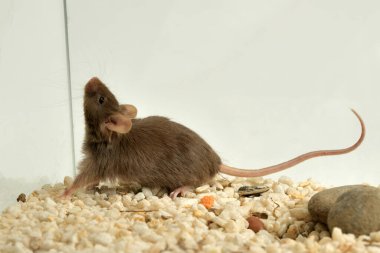 domestic mouse in a terrarium with white gravel and stones looking up (Mus musculus) 