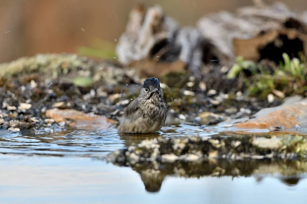 stock image male blackcap bathing in the clear, clean water pond (Sylvia atricapilla)