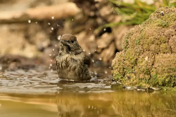 stock image blackcap female bathing in the pond and splashing water (Sylvia atricapilla)