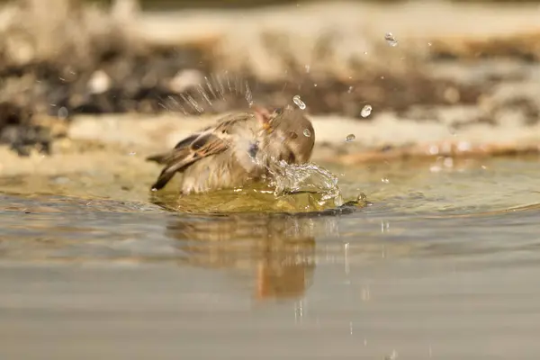 house sparrow bathing in the park pond (Passer domesticus)