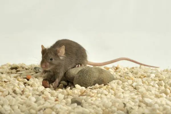 domestic mouse in a terrarium with white gravel and stones