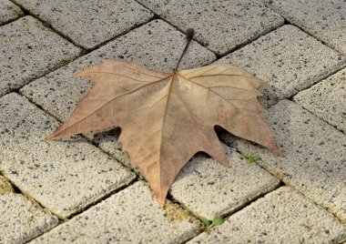 kaldırıma sonbahar yaprak