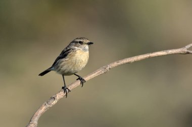 Dişi taş bir dala tünemiş (Saxicola rubicola)