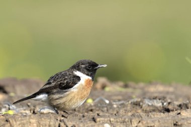 Bir kütüğün üzerine tünemiş bir erkek taş parçası (Saxicola rubicola)