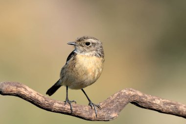 dişi taş bir kütüğün üzerine tünemiş (Saxicola rubicola)
