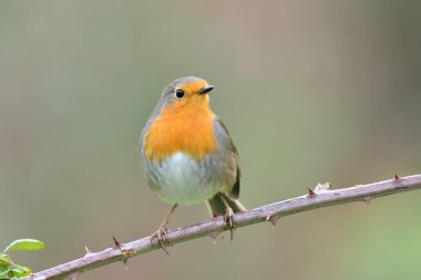 Avrupa bülbülü bir dala tünemiştir (Erithacus rubecula)