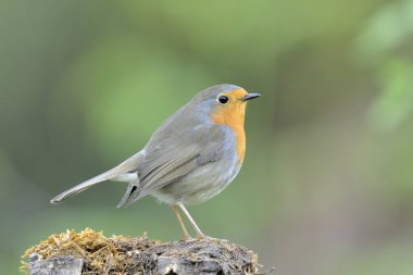 Avrupa bülbülü bir kütüğe tünemiştir (Erithacus rubecula)