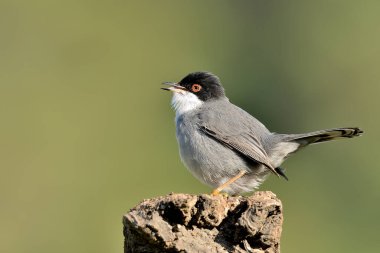 Siyah başlı erkek ötleğen bir kütüğün üzerine tünemiş (Sylvia melanocephala)