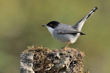 Siyah başlı erkek ötleğen bir kütüğün üzerine tünemiş (Sylvia melanocephala)