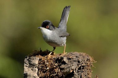 Siyah başlı erkek ötleğen bir kütüğün üzerine tünemiş (Sylvia melanocephala)