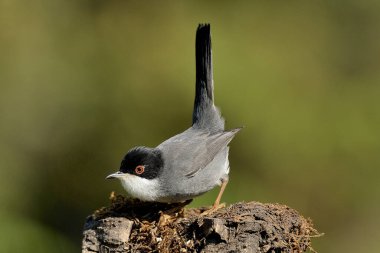 Siyah başlı erkek ötleğen bir kütüğün üzerine tünemiş (Sylvia melanocephala)