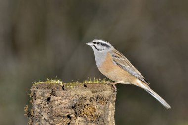 Erkek dağ kiraz kuşu bir kütüğe tünemiştir (Emberiza cia)